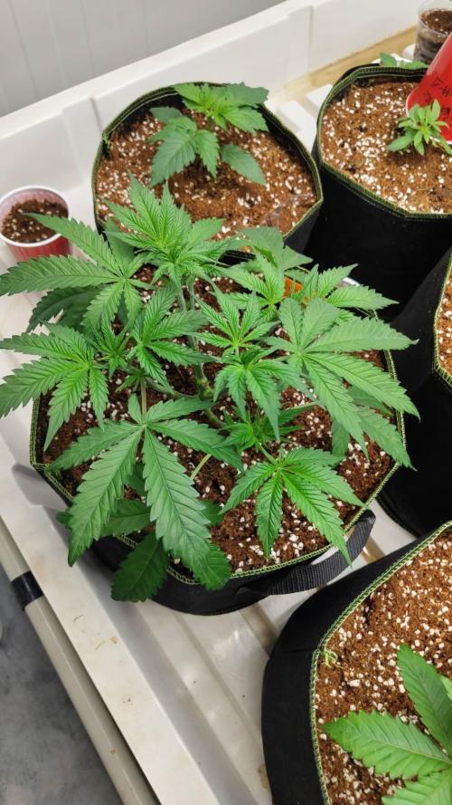 Chocolope Kush (P#1). Week 6 - 26/02
