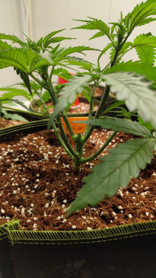 Chocolope Kush (P#1). Week 6 - 26/02
