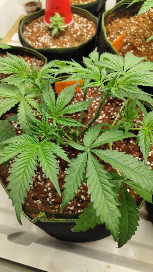 Chocolope Kush. Week 6