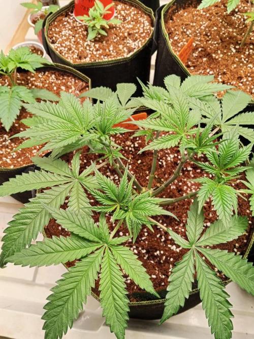 Chocolope Kush (P#1). Week 7 - 28/02