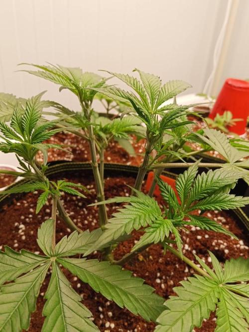Chocolope Kush (P#1). Week 7 - 28/02