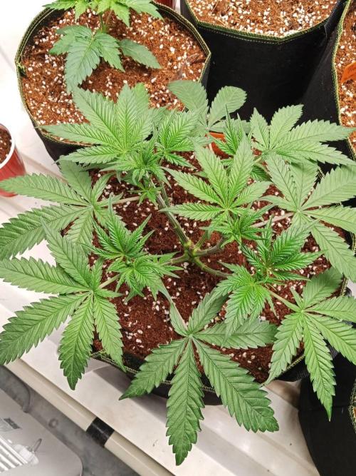 Chocolope Kush (P#1). Week 7 - 28/02