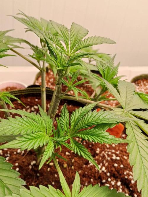 Chocolope Kush. Week 7