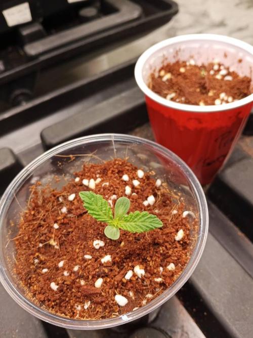 Pralines (Pheno #6). Week 2 - 19/02