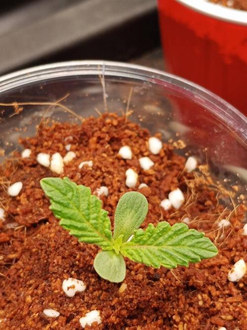 Pralines (Pheno #6). Week 2 - 19/02