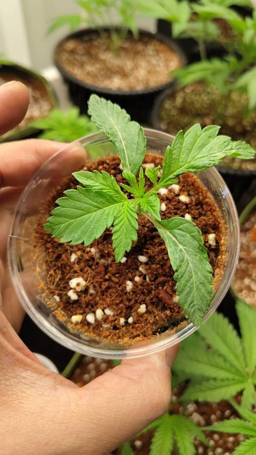 Pralines (Pheno #6). Week 3 - 26/02