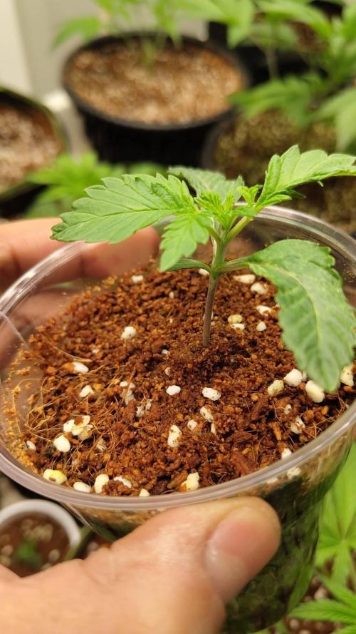 Pralines (Pheno #6). Week 3 - 26/02
