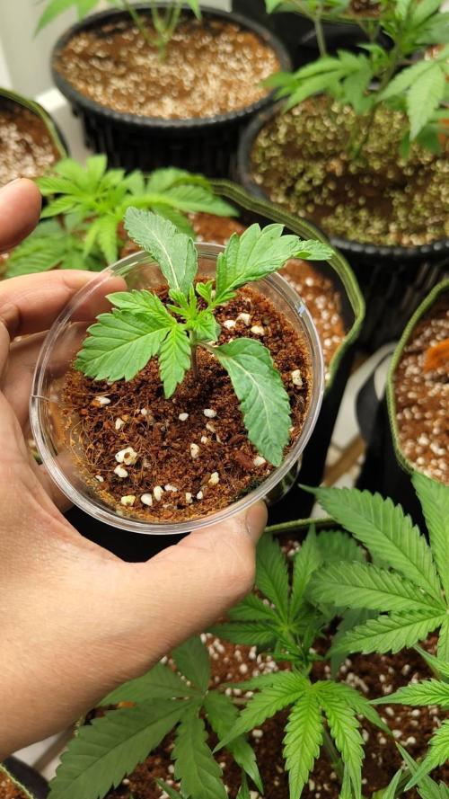 Pralines (Pheno #6). Week 3 - 26/02