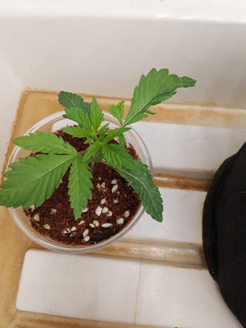 Pralines (Pheno #6). Week 3 - 28/02