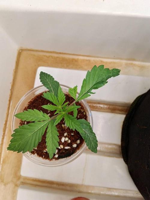 Pralines (Pheno #6). Week 3 - 28/02