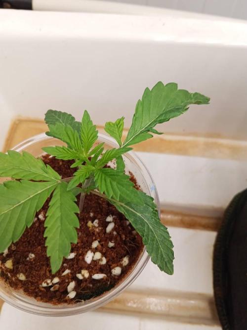 Pralines (Pheno #6). Week 3 - 28/02