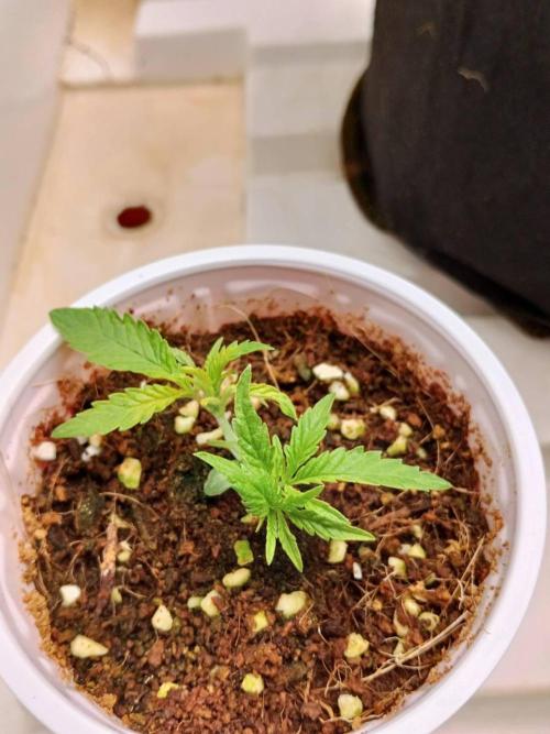 10th Planet R1. Week 4 - 04/03