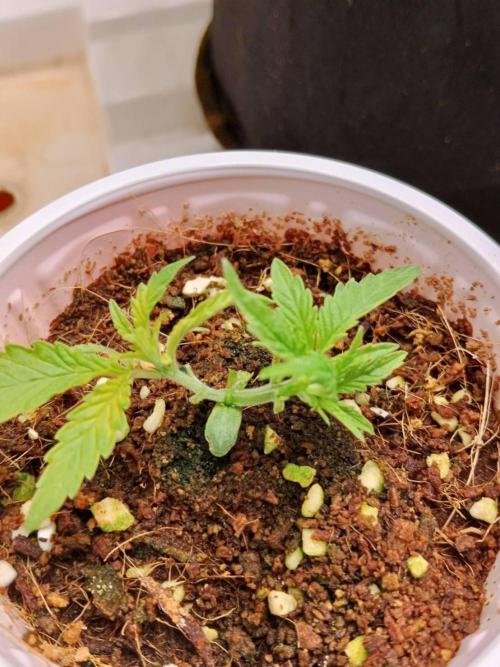 10th Planet R1. Week 4 - 04/03