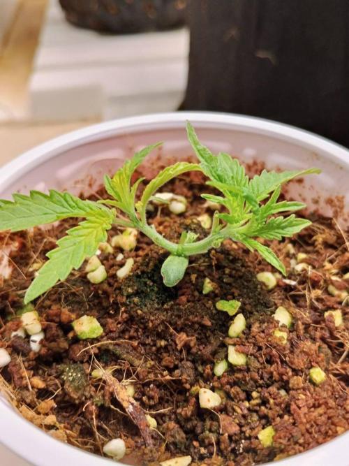 10th Planet R1. Week 4 - 04/03