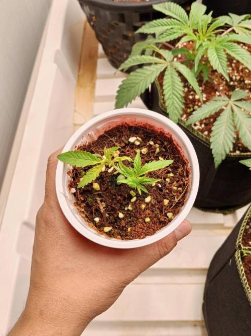 10th Planet R1. Week 4