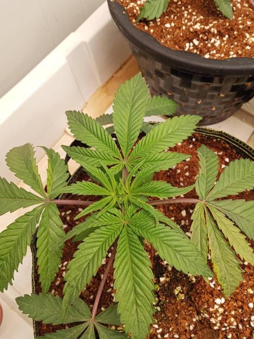 Pralines. Week 5 - 04/03
