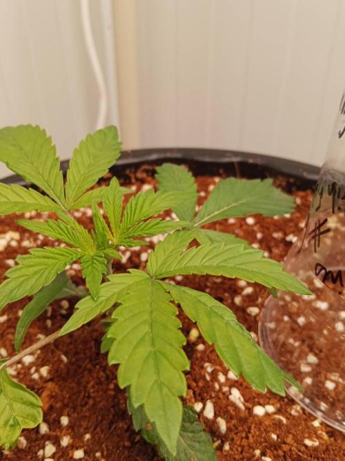 Pralines (Pheno #6). Week 4 - 04/03