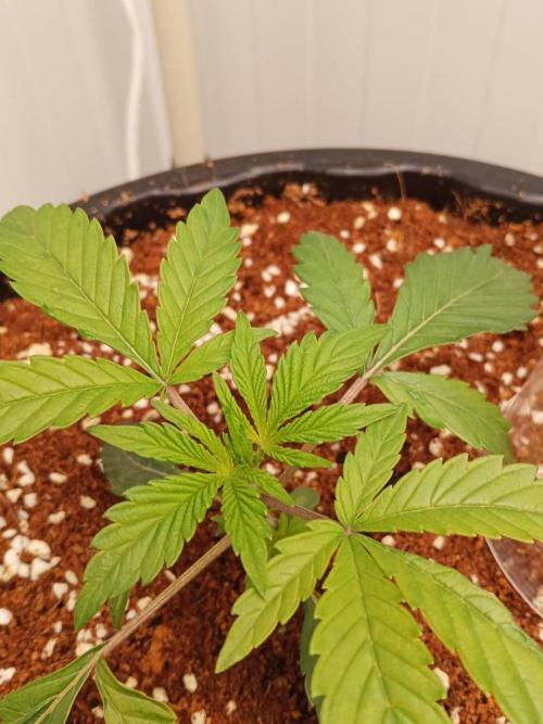 Pralines (Pheno #6). Week 4 - 04/03