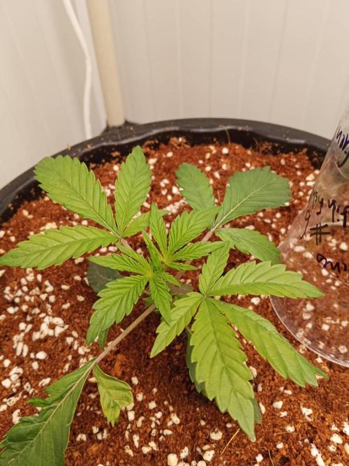 Pralines (Pheno #6). Week 4 - 04/03