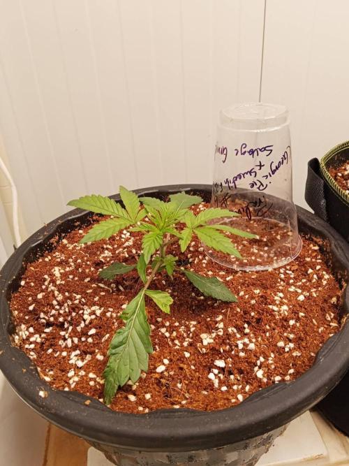 Pralines (Pheno #6). Week 4 - 04/03