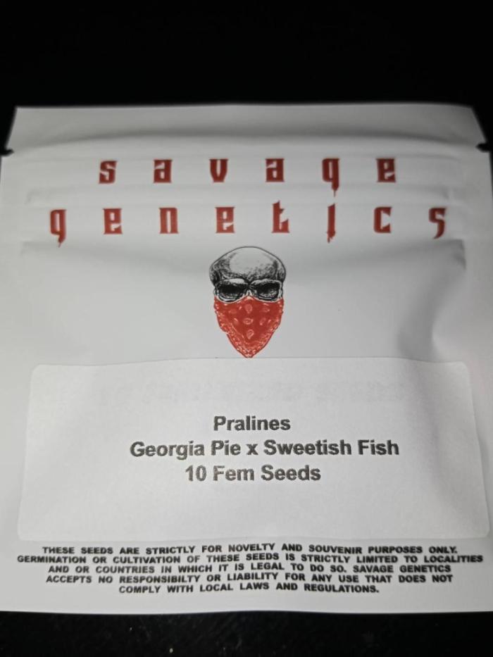 Pralines (Pheno #6). Week 1