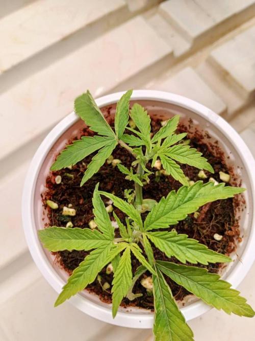 10th Planet R1. Week 4 - 09/03