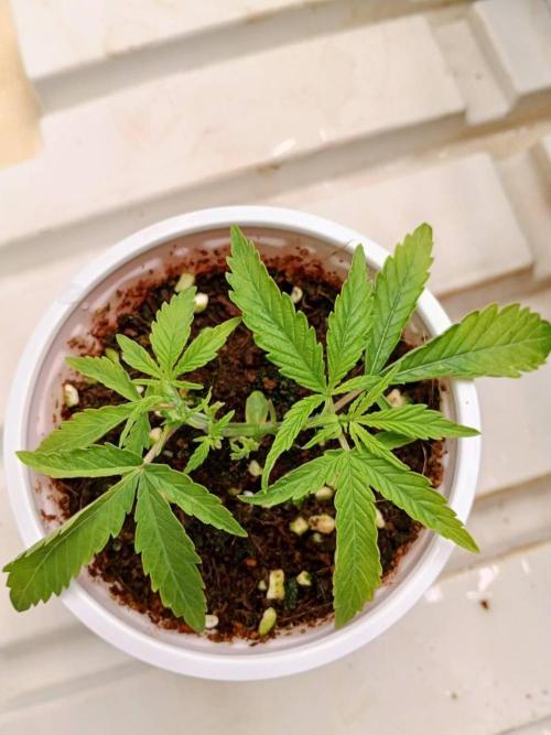 10th Planet R1. Week 4