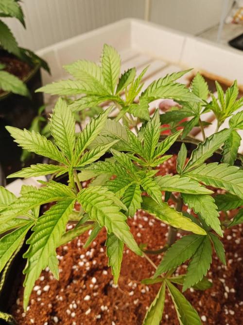 Pralines. Week 6 - 09/03