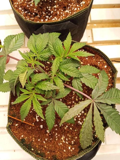 Pralines. Week 6 - 09/03