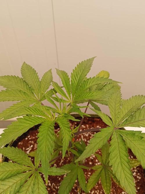 Pralines. Week 6 - 09/03