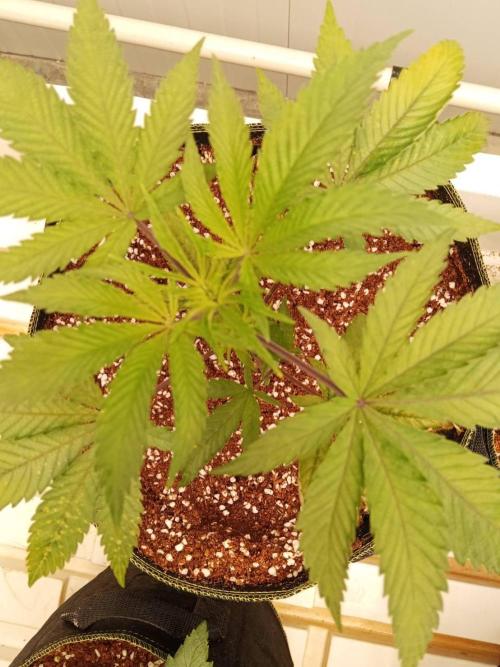 Pralines. Week 6 - 09/03