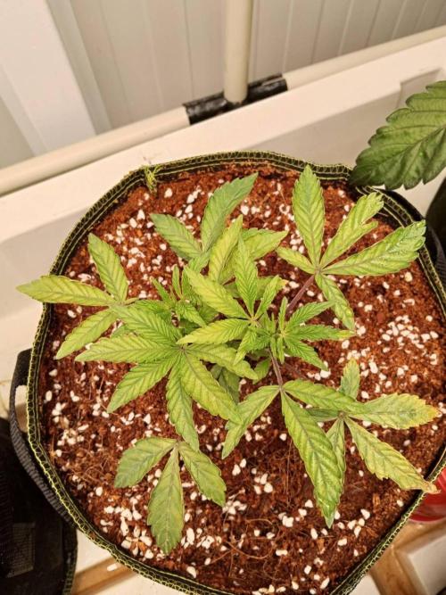 Cheetoz. Week 6