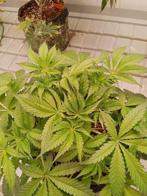 Chocolope Kush (P#1). Week 8 - 09/03