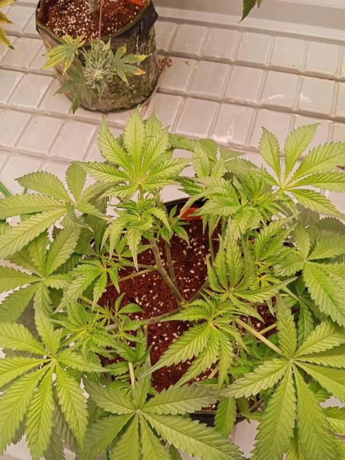 Chocolope Kush (P#1). Week 8 - 09/03