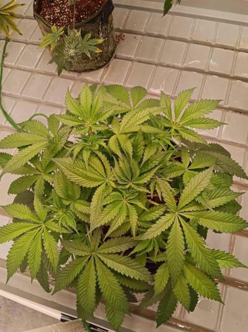 Chocolope Kush (P#1). Week 8 - 09/03