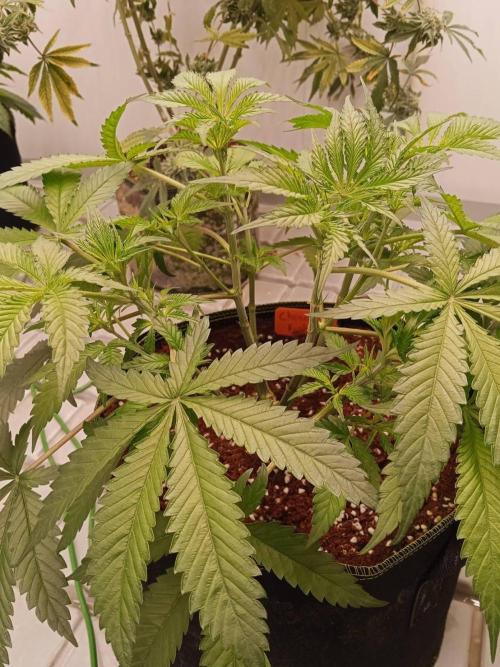 Chocolope Kush (P#1). Week 8 - 09/03