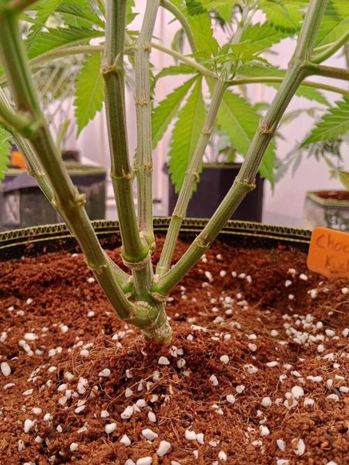 Chocolope Kush (P#1). Week 8 - 09/03