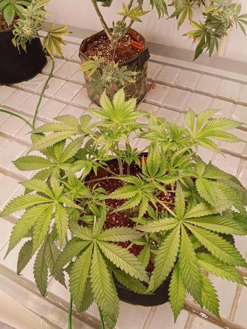 Chocolope Kush. Week 8