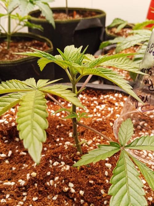 Pralines (Pheno #6). Week 4 - 09/03