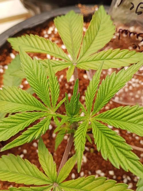 Pralines (Pheno #6). Week 4 - 09/03
