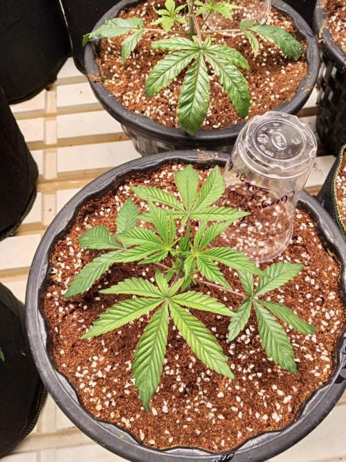 Pralines (Pheno #6). Week 4 - 09/03