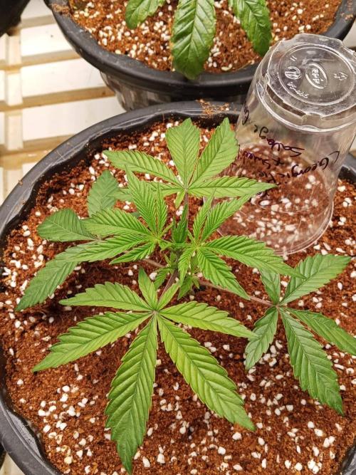 Pralines (Pheno #6). Week 4 - 09/03