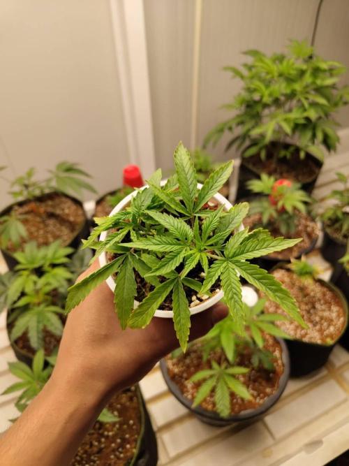10th Planet R1. Week 5
