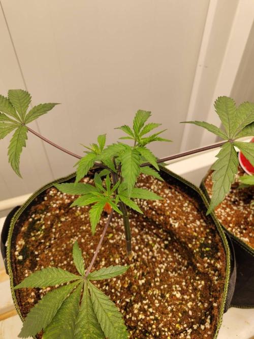 Cheetoz. Week 6