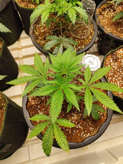 Pralines (Pheno #6). Week 5 - 14/03