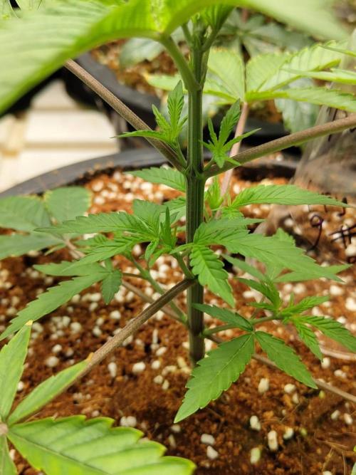 Pralines (Pheno #6). Week 5 - 14/03