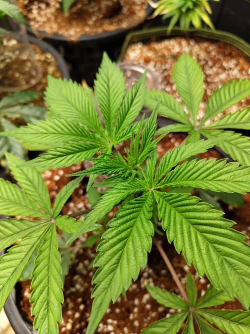 Pralines (Pheno #6). Week 5 - 14/03