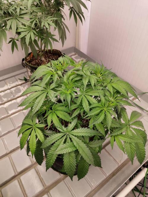 Chocolope Kush (P#1). Week 9 - 14/03