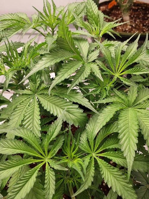 Chocolope Kush (P#1). Week 9 - 14/03