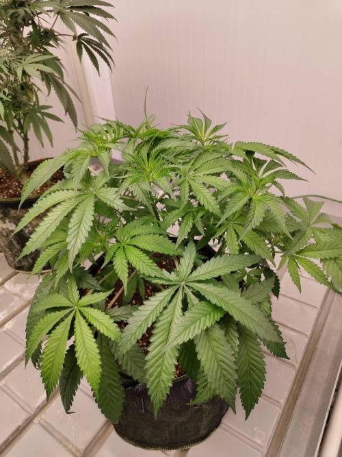 Chocolope Kush (P#1). Week 9 - 14/03